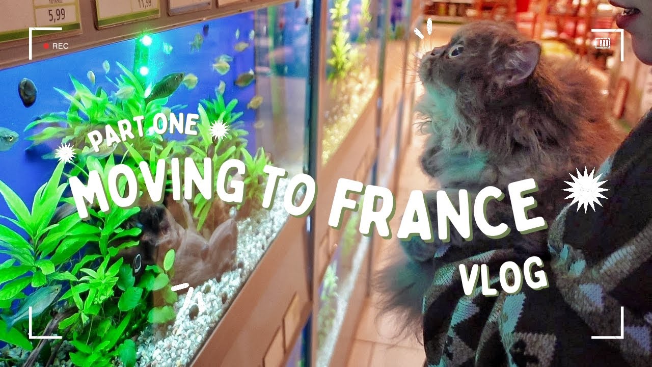 Moving to France with 3 Cats Cats in Boxes in the Car YouTube