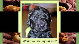 Red and black standard poodle puppies by Debra Pohl 336 views 4 years ago 24 seconds