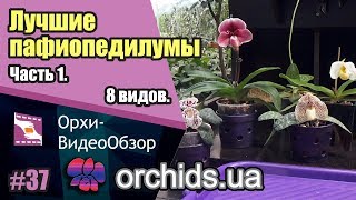 видео: Лучшие пафиопедилумы для Вашей коллекции. Часть 1. 8 видов. картинка: Лучшие пафиопедилумы для Вашей коллекции. Часть 1. 8 видов.