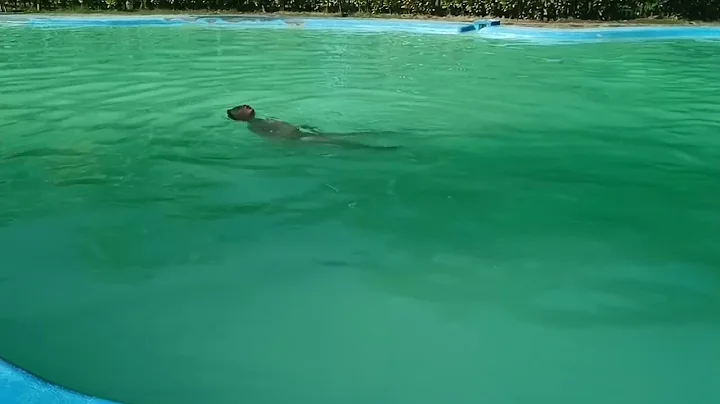 Delgado - Swimming Output