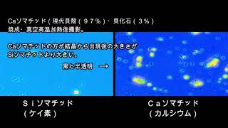 Si・Caソマチッド共生培養