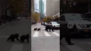 Bears Take Over The Crosswalk In Broad Daylight