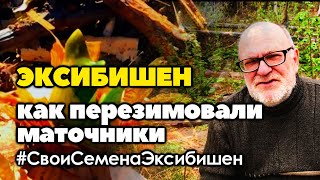 Как перезимовали маточники лука эксибишен высаженные под зиму | Свои семена эксибишен