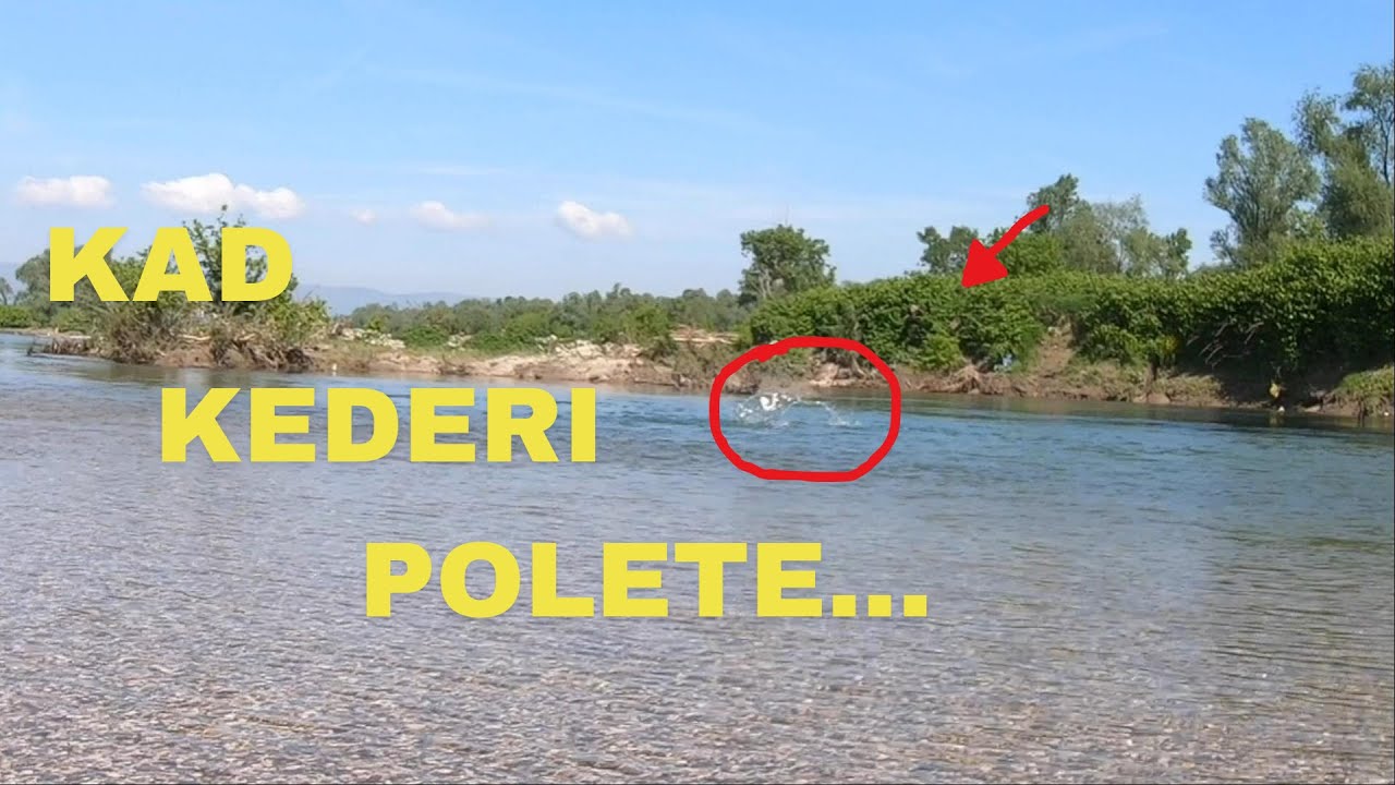 Spin klena i bolena na Savi ( Chub and asp spinning on the river Sava )