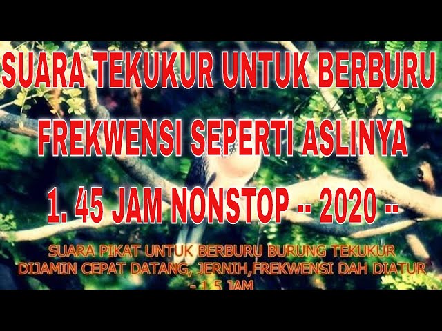 SUARA PIKAT BURUNG TEKUKUR PALING AMPUH - PASTI DATANG - TERBARU 2020 class=