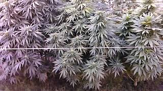 Morning update/flower stage outdoor 2017