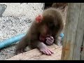 Baby monkey hurts when the face is touched by other baby