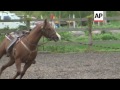 New York's Black Cowboys Fight To Survive
