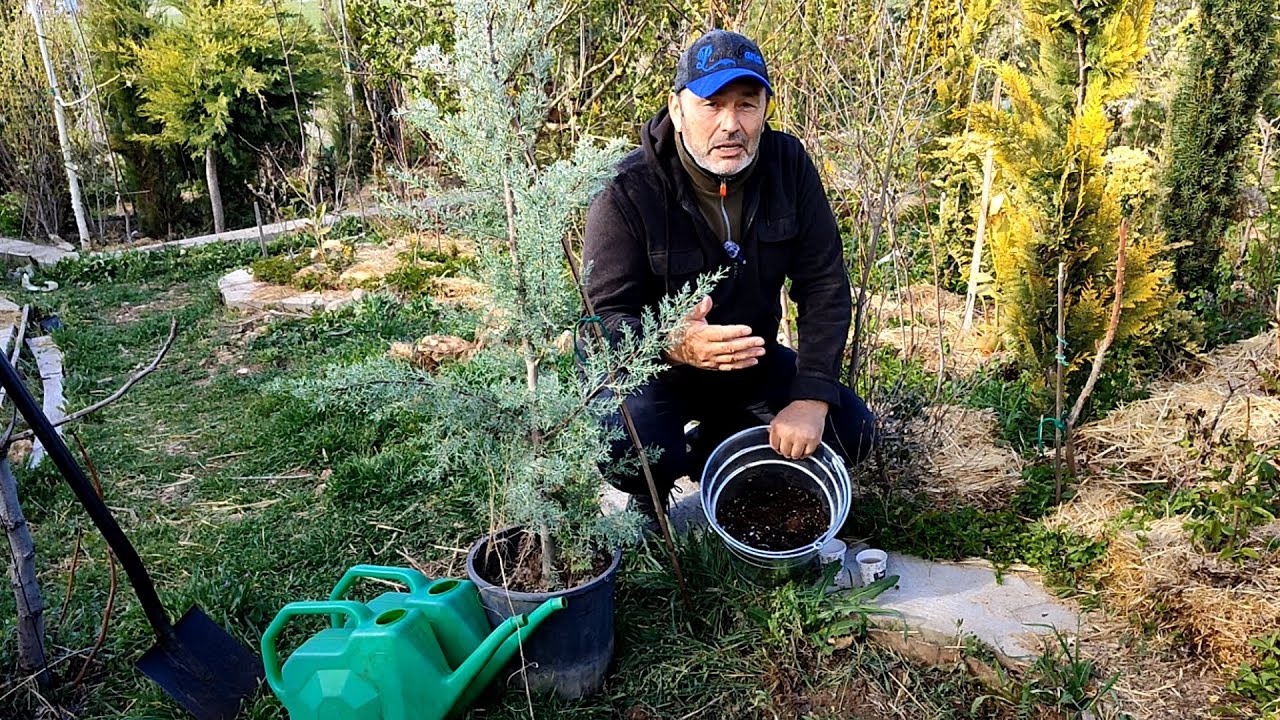 Посадка и уход за кипарисом аризонским | Посадка и уход за аризонским кипарисом