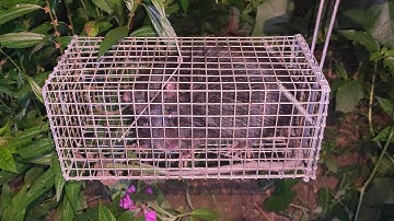 Bẩy chuột cống nhum bằng mồi chuối chín