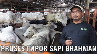 Proses Impor Sapi Brahman