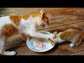 Poor mother cat attacks hungry kittens eating meals