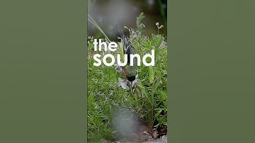 Thumbnail of Goldfinch Singing  #shorts