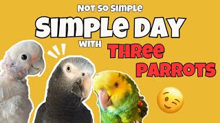 Parrots Socialize ~ What Happens On A Simple Day At A Parrot House?  ~ Nothing Simple!!