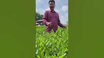 Bãi chè lai xanh trồng theo hướng hữu cơ #chè_sạch #trà_thái_nguyên #chèlaixanh #chèphúclinh