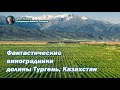 Фантастические виноградники долины Тургень, Казахстан