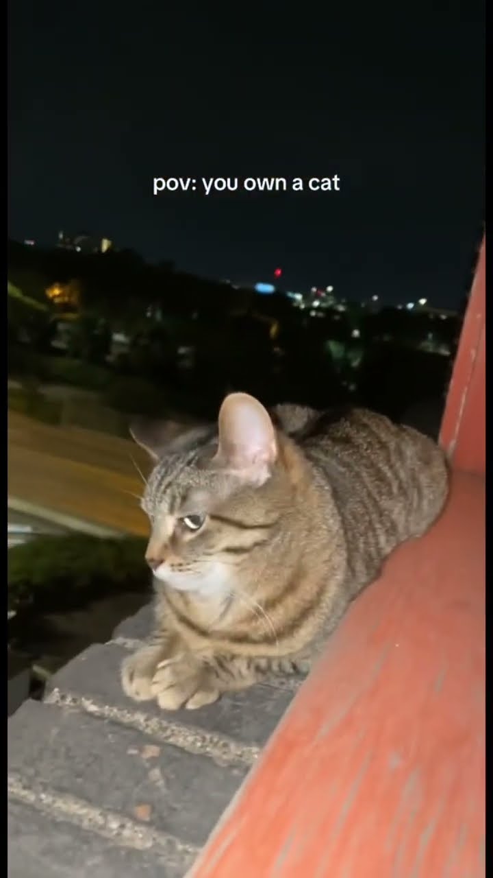Owning a Kittyo that plays prvnci when you not looking