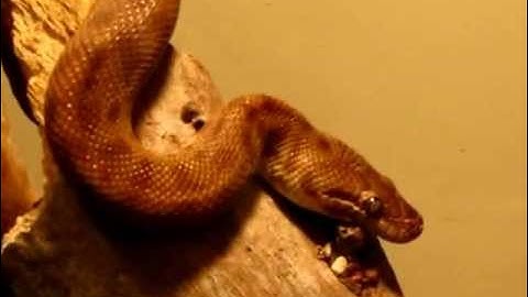 Wiru Alice Springs Stimsons Python