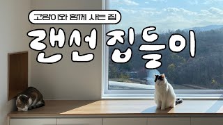 Hello there~ Room tour of Vet's house with the cats