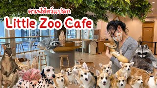 คาเฟ่สัตว์ อ่อนนุช Little Zoo Cafe มีอะไรให้ดูบ้าง? || คาเฟ่สัตว์ คาเฟ่หมา คาเฟ่แมว ที่เที่ยวกรุงเทพ by Scottish Fold Cat * Amber * 4,677 views 2 years ago 11 minutes, 12 seconds