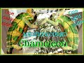 Chameleon is two colours at once!