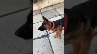 تدريب الكلب على أوامر الطاعه