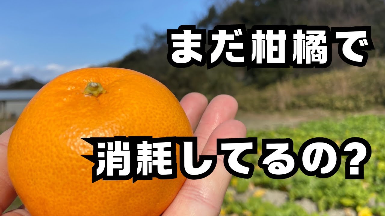Citrus fruits become luxury goods: Interview with Mitsugu Sugiyama