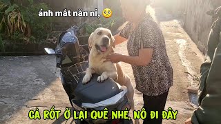 Tạm biệt Cà Rốt, ở quê sống với ông bà nhé, Nô lên Hà Nội đây