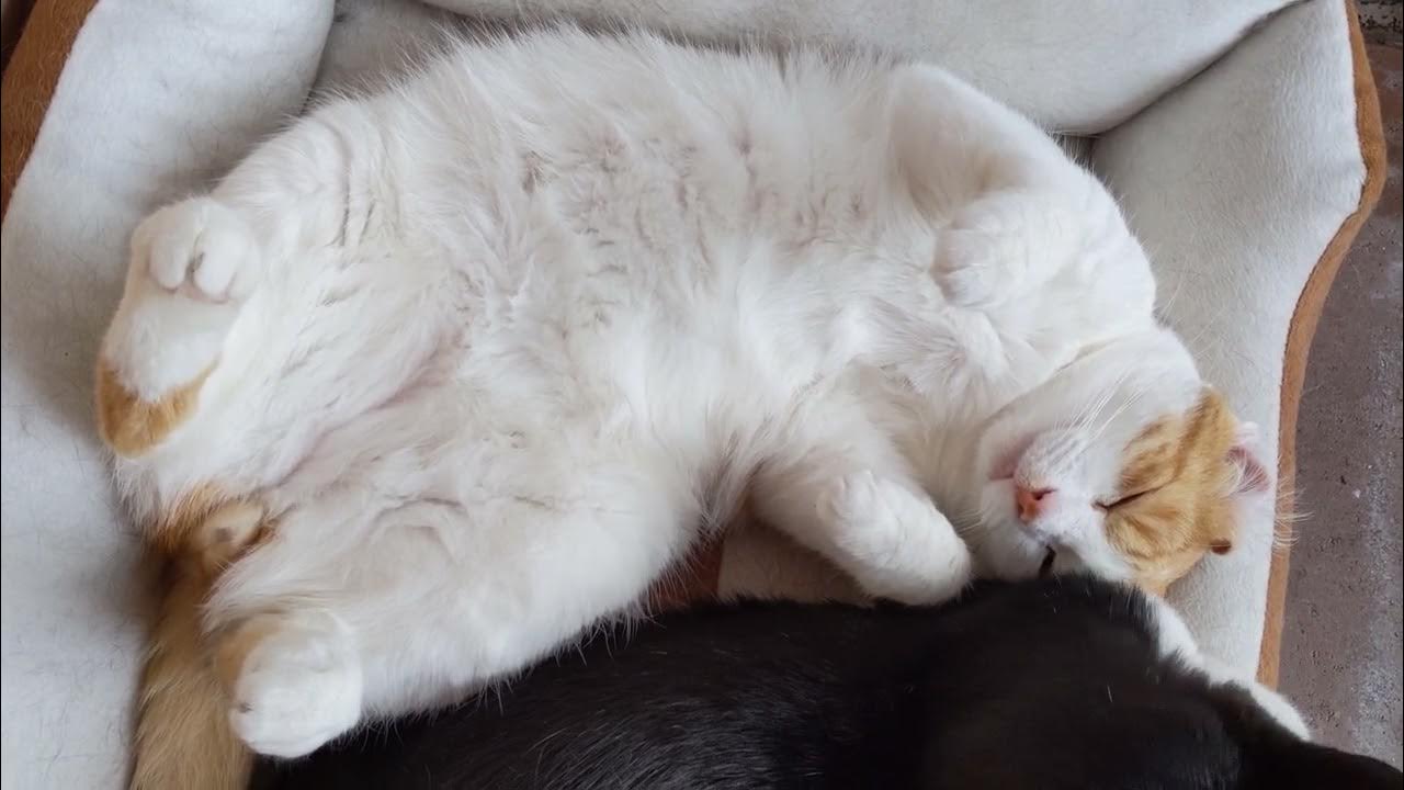 Cute Chubby Cat Shows His Belly YouTube