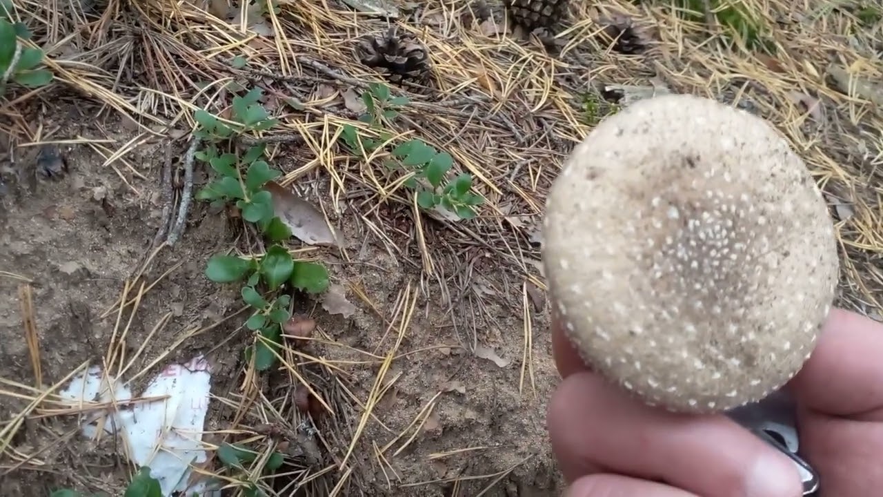 Бледная поганка, сравнение пантерного мухомора с серо-розовым.