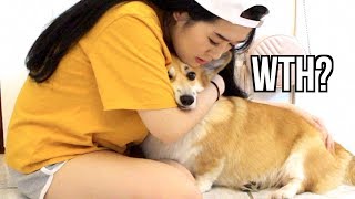 Hugging My Dog For Too Long Funny Reaction