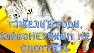 картинка: 😟😒😕ТЯЖЕЛЫЕ РОДЫ,ПОТЕРЯЛИ ДВУХ КОТЯТ🐱🐱МАША ОЧЕНЬ ГРУСТНАЯ😢☹️😟