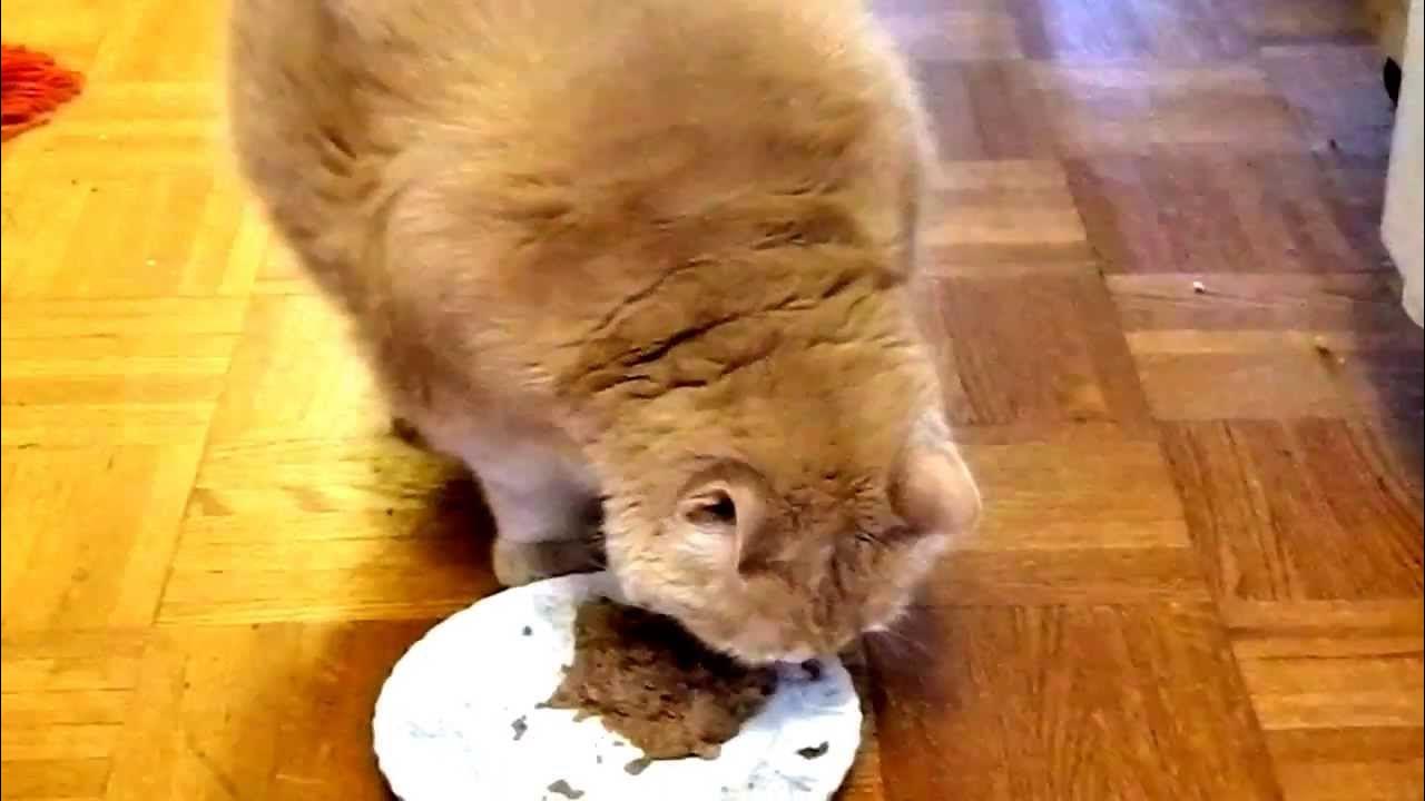 Pregnant Women and Cats dangerous parasite in feces YouTube