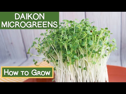 Daikon Radish Microgreens, How to Grow | Reasons to Eat Them