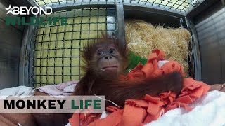 S8E14 | Will Hsiaoquai Step Up To The Mark And Adopt Baby Bulu | Monkey Life | Beyond Wildlife