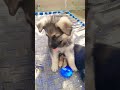 🥰🥰🐶🐶#trending #youtubeshorts #youtubevideos #youtube #love #ytshorts #doglover #love #cute
