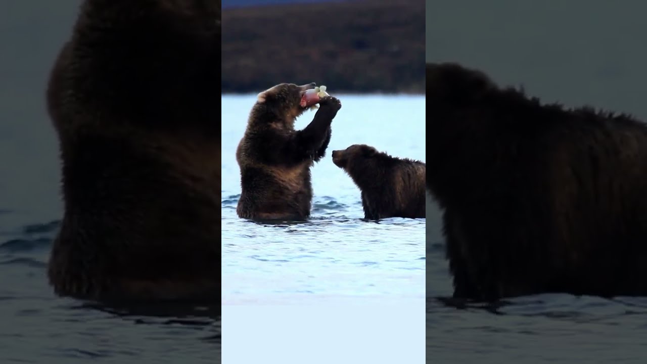 Wildlife Bear Eating Salmon