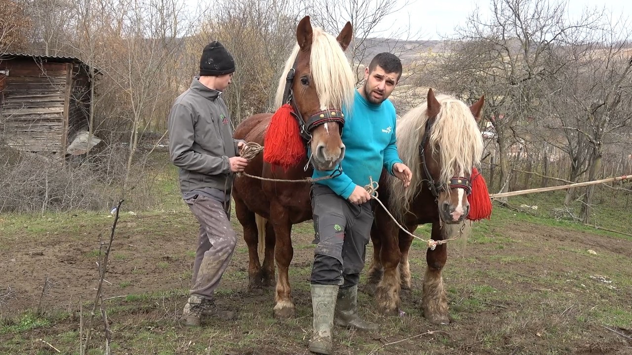 In vizita la ferma lui Calin de la Almasu Mic, Bihor - 2026