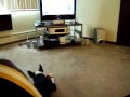 Dog likes new toy