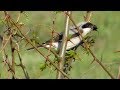 Чернолобый Сорокопут разделывает жука / Lesser Grey Shrike / Averla cenerina