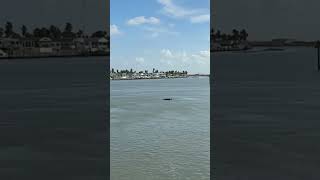 Dolphins swimming in Port Isabel Canal #starship #starbase #portisabel
