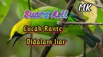 Suara Asli Alam Burung Cucak Ranting||jernih cocok buat pikat dan pancingan