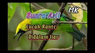 Suara Asli Alam Burung Cucak Ranting||jernih cocok buat pikat dan pancingan