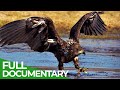 Wild Germany: The Mecklenburg Lake Plateau | Free Documentary Nature