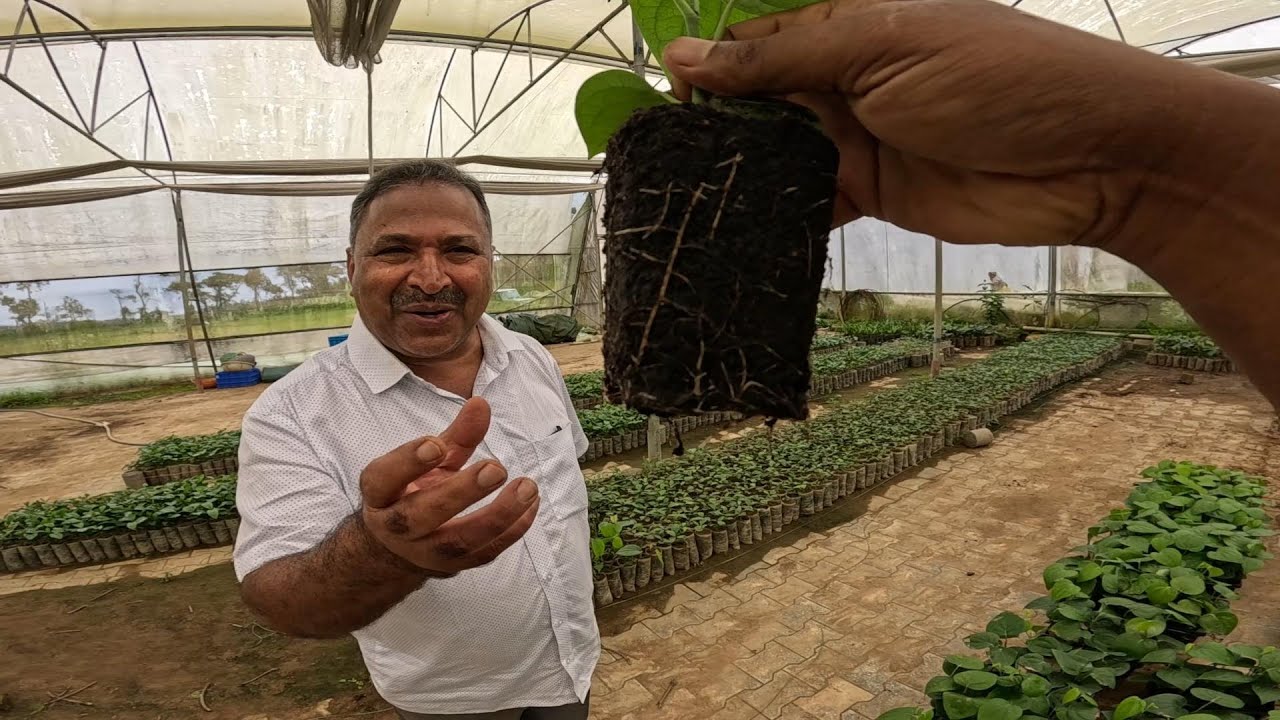 JAIN BLACK PEPPER TISSUE CULTURE|100% VIRUS FREE MATERIAL
