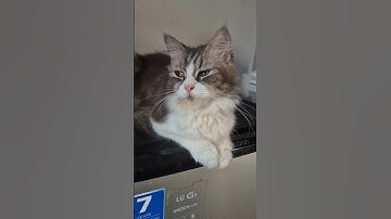 Cute Cats, Funny Cats, Cuteness #cuteness #cat #youtubeshorts #shots #funny