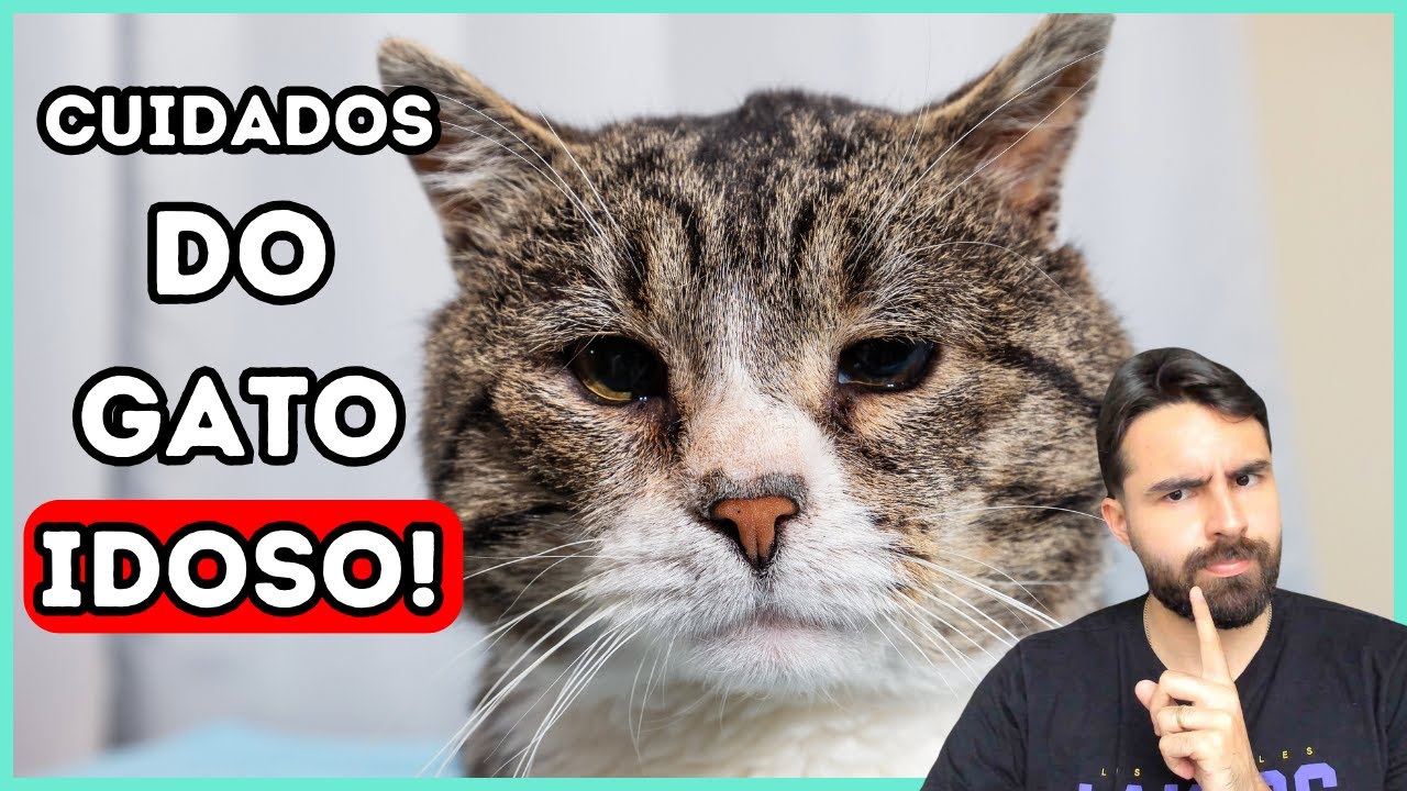 Se Você Tem Um Gato IDOSO, Esses Cuidados São ESSENCIAIS!