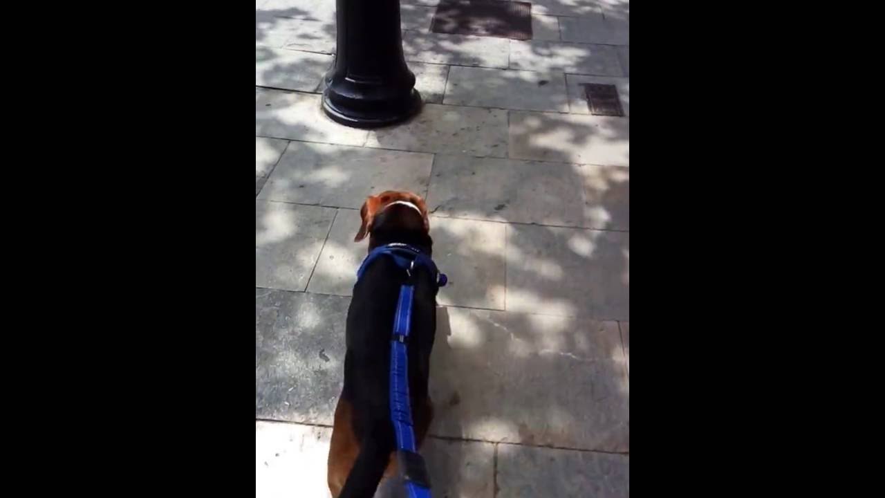 Correa para perros Ezydog Zero shock - anti-tirones en Pierrevalley.com