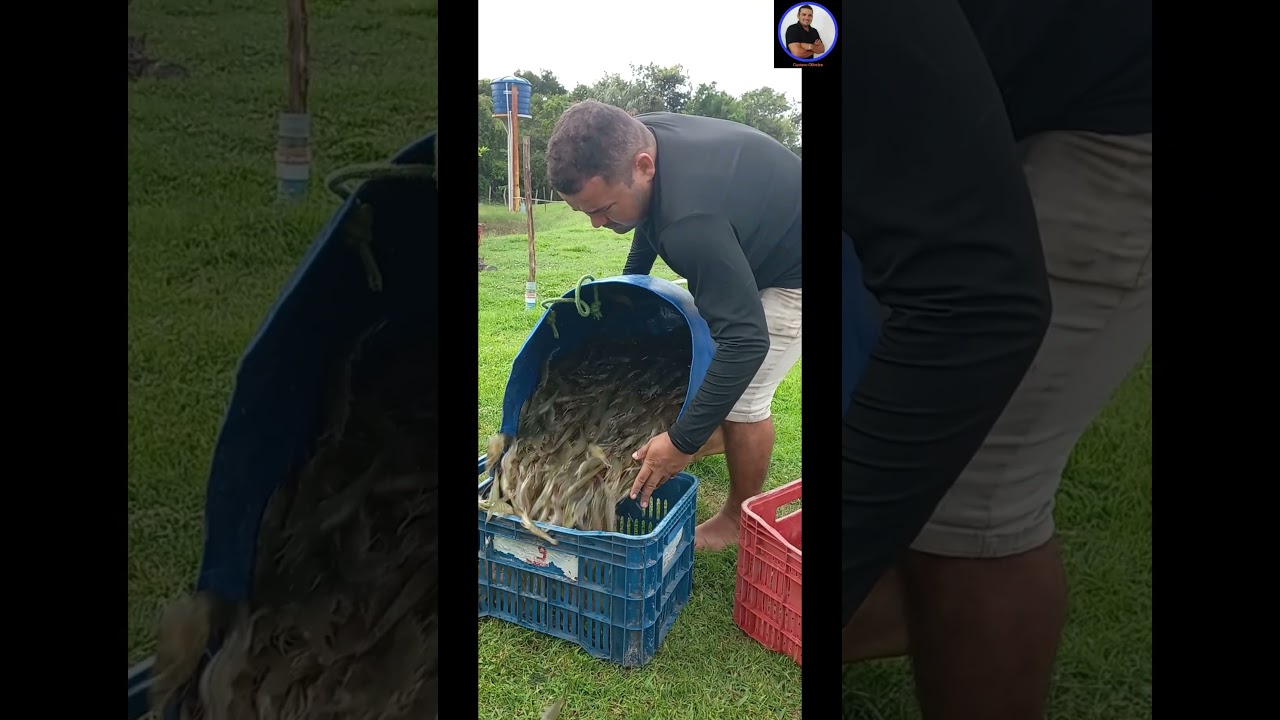 Como funciona o cultivo de camarão marinho em água doce?