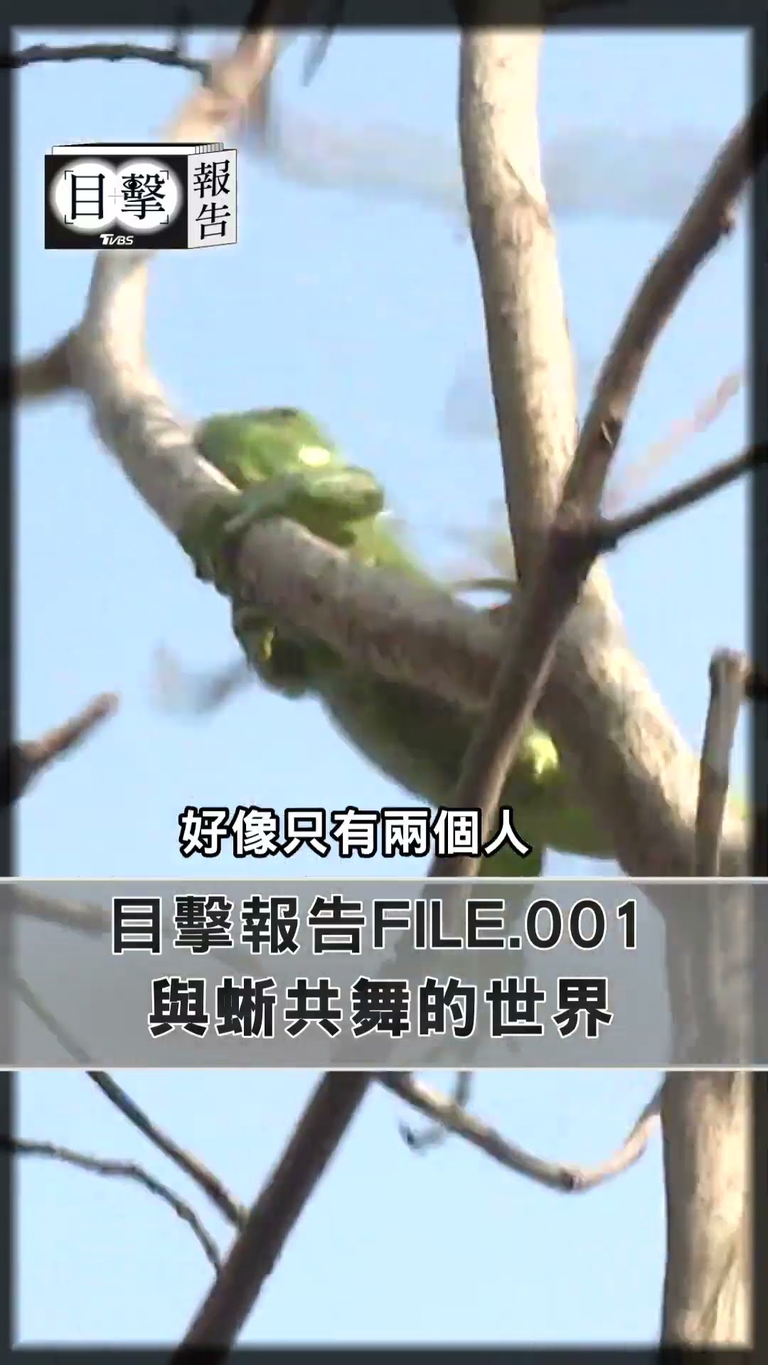 目擊報告FILE.001　與蜥共舞的世界｜TVBS新聞@TVBSNEWS01